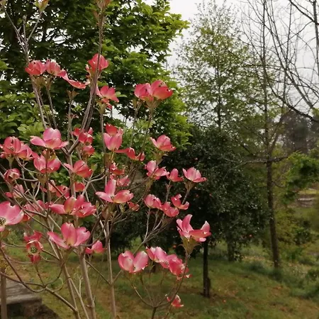 Vianashome 3* أمارانتي