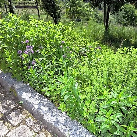 Bed & Breakfast Vianashome Amarante