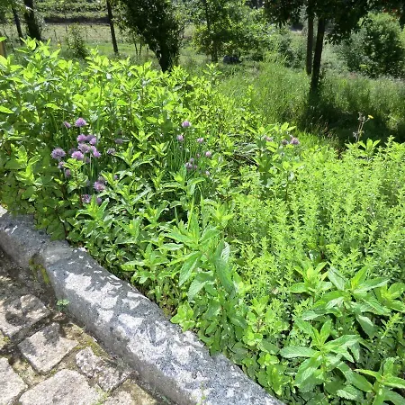 Vianashome 3* أمارانتي