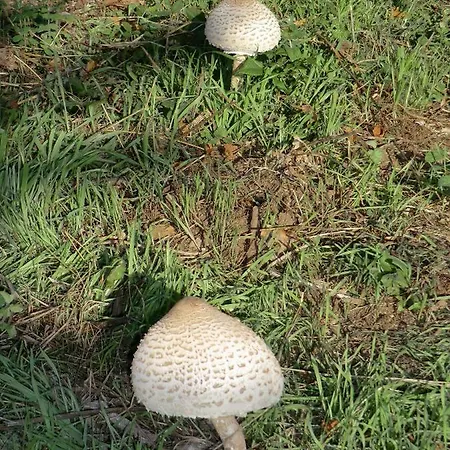 Vianashome 3* Amarante