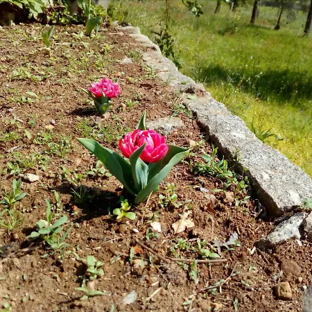 Vianashome 3* أمارانتي