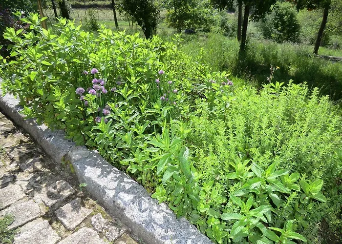 Vianashome 3* אמרנטה