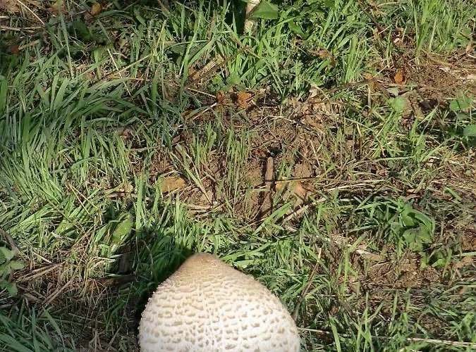 Vianashome 3* Amarante