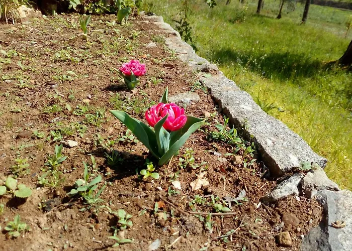 Vianashome 3* Amarante